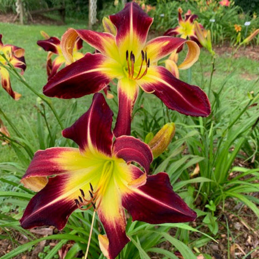 Scarlet Pimpernel Daylily from Oakes Daylilies