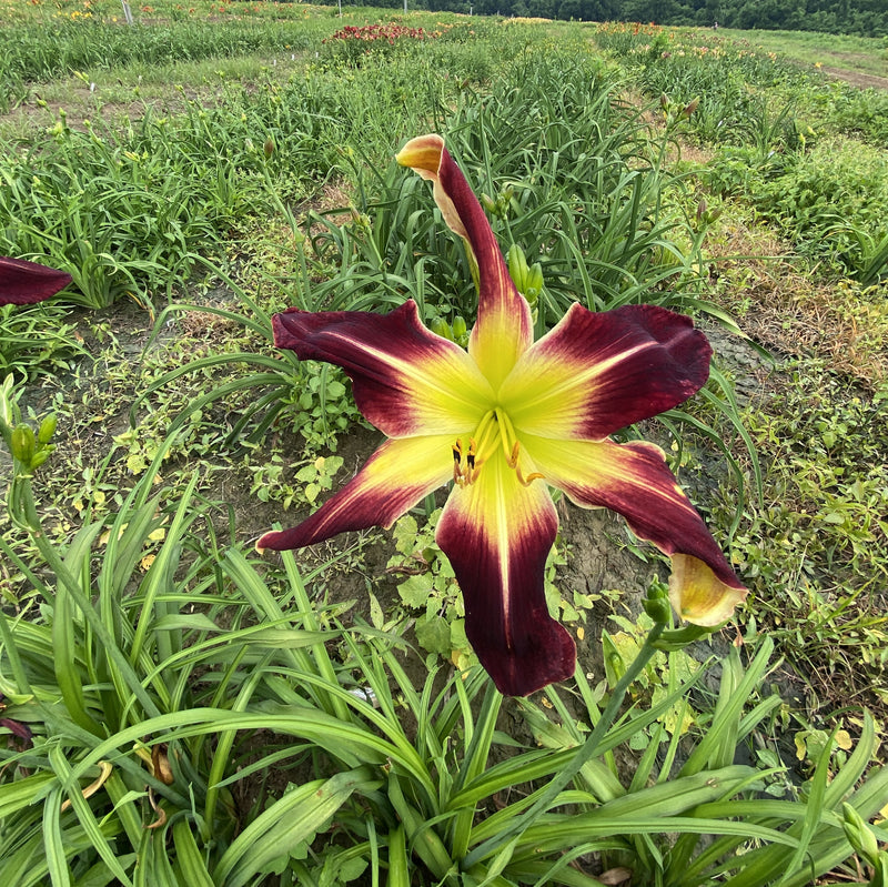Scarlet Pimpernel Daylily from Oakes Daylilies