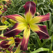Scarlet Pimpernel Daylily from Oakes Daylilies