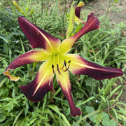 Scarlet Pimpernel Daylily from Oakes Daylilies