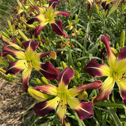 Scarlet Pimpernel Daylily from Oakes Daylilies