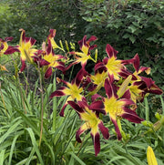 Scarlet Pimpernel Daylily from Oakes Daylilies