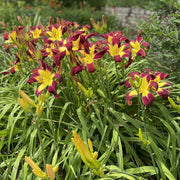 Scarlet Pimpernel Daylily from Oakes Daylilies