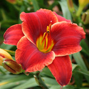 Scarlet Romance Daylily from Oakes Daylilies