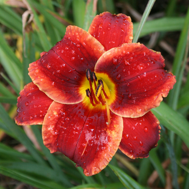Scarlet Romance Daylily from Oakes Daylilies
