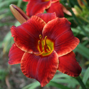 Scarlet Romance Daylily from Oakes Daylilies