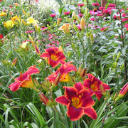 Scarlet Romance Daylily from Oakes Daylilies