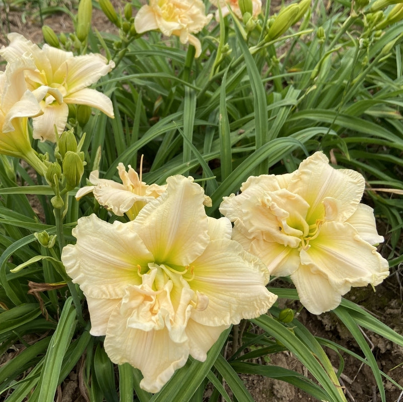 Schnickel Fritz Daylily | Creamy Double Blooms | Oakes Daylilies
