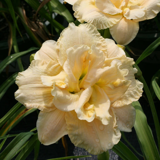 Schnickel Fritz Daylily from Oakes Daylilies