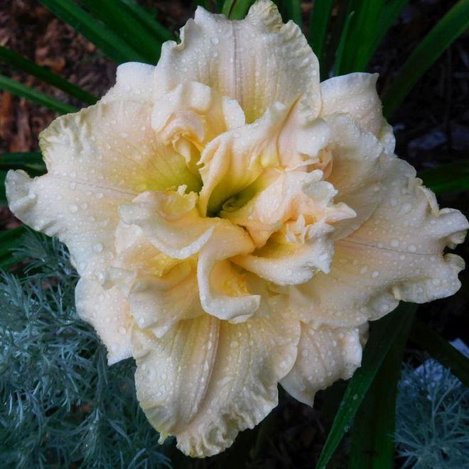 Schnickel Fritz Daylily | Creamy Double Blooms | Oakes Daylilies