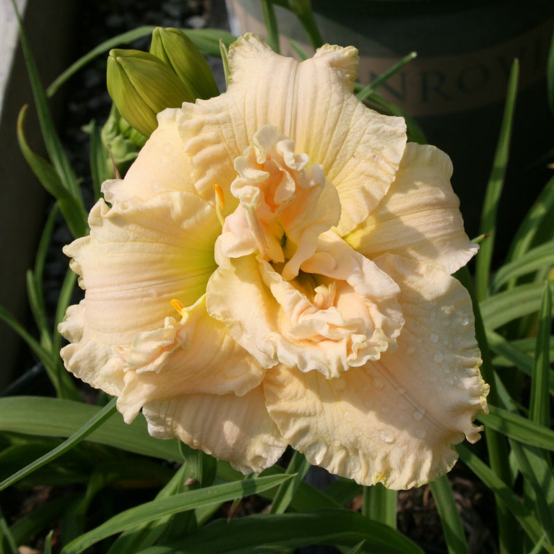 Schnickel Fritz Daylily | Creamy Double Blooms | Oakes Daylilies