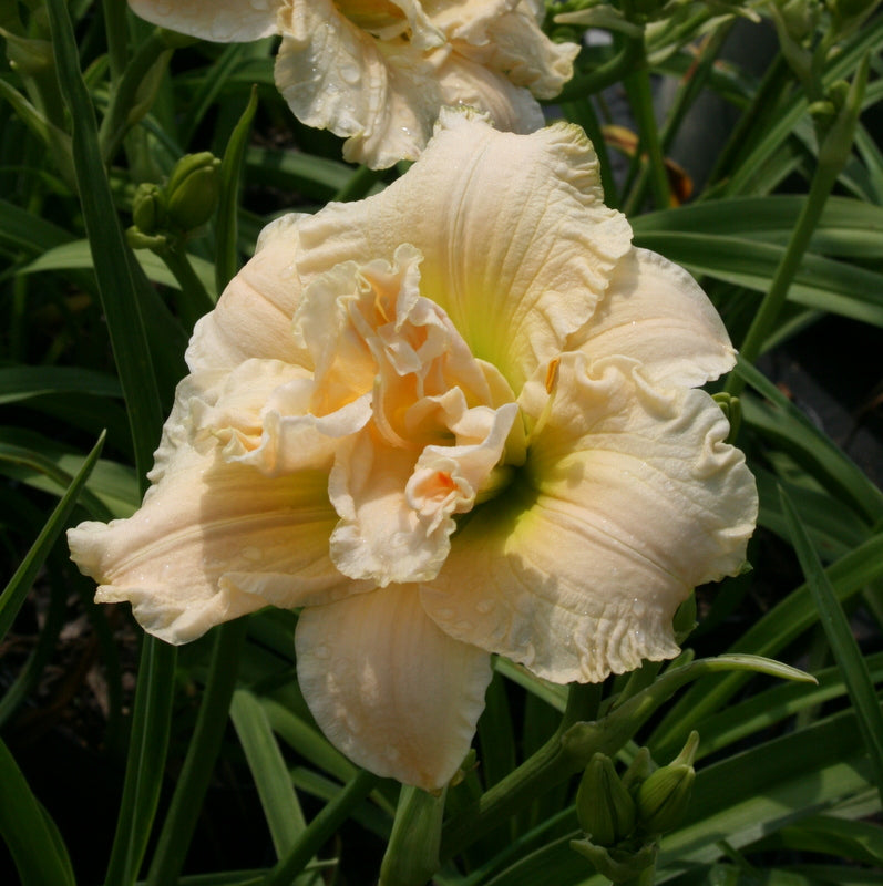 Schnickel Fritz Daylily | Creamy Double Blooms | Oakes Daylilies