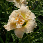 Schnickel Fritz Daylily from Oakes Daylilies