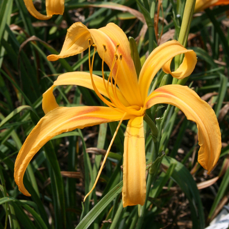 Scorpio Daylily from Oakes Daylilies
