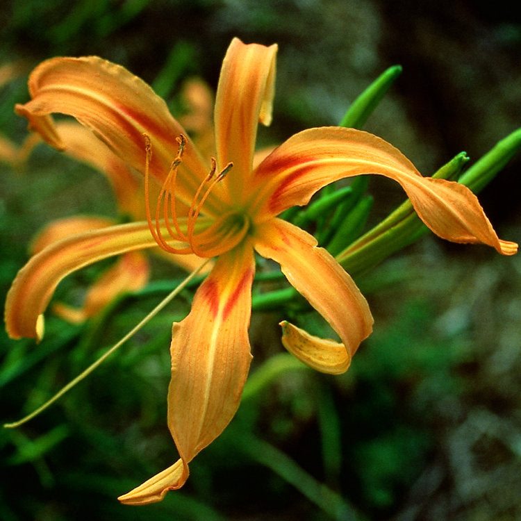 Scorpio Daylily from Oakes Daylilies