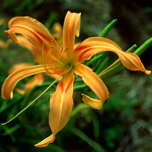 Scorpio Daylily from Oakes Daylilies