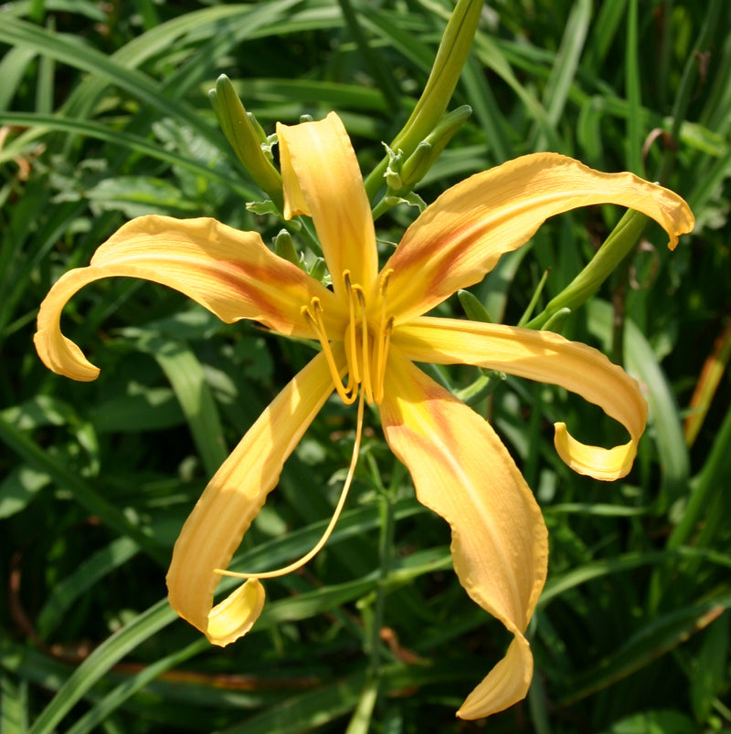 Scorpio Daylily from Oakes Daylilies