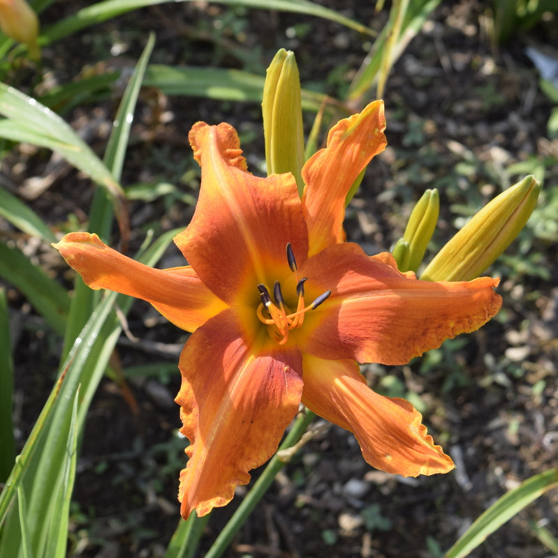 Screamcicle Daylily | Large Rebloomer | Oakes Daylilies