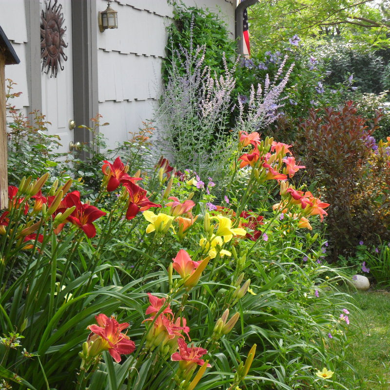 Select Mixed Daylilies | Beauty & Value | Oakes Daylilies