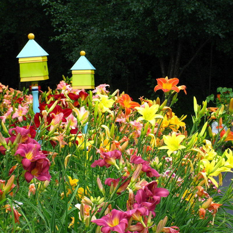 Oakes Daylilies Mixed Daylilies