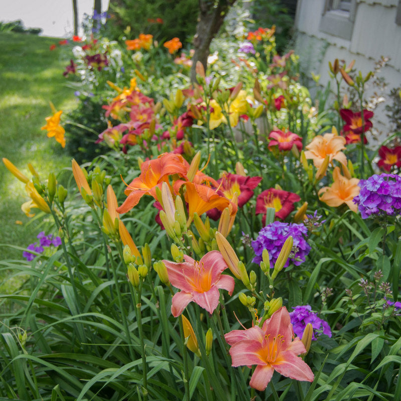Select Mixed Daylilies | Beauty & Value | Oakes Daylilies