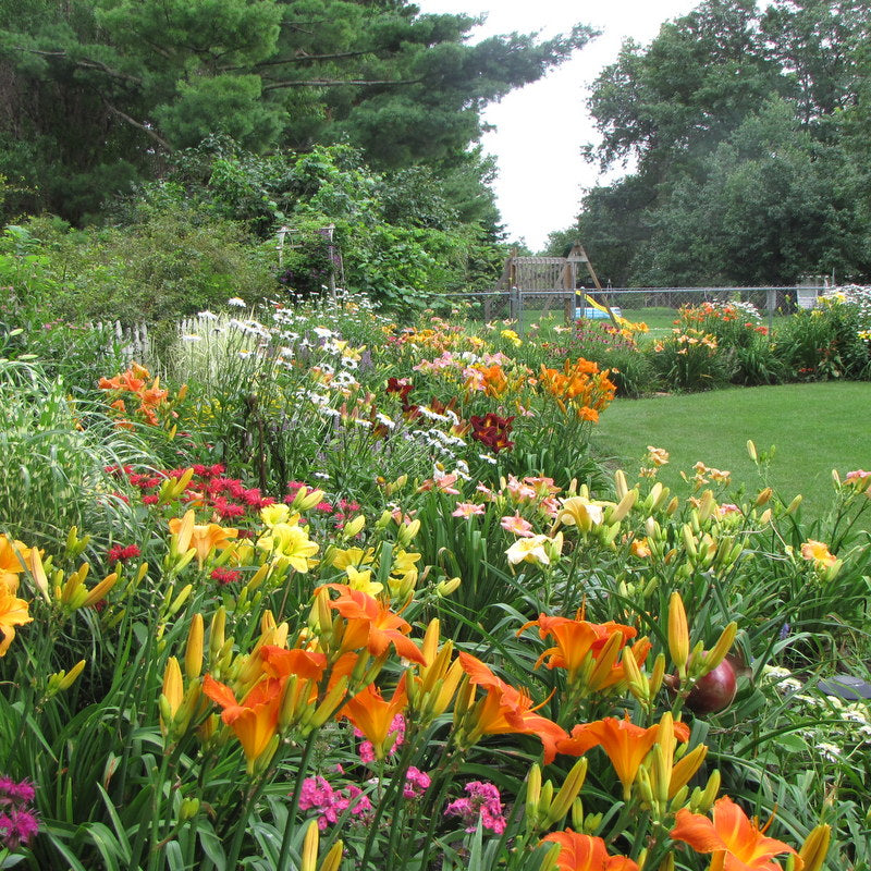 Select Mixed Daylilies from Oakes Daylilies
