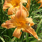Selma Longlegs Daylily from Oakes Daylilies