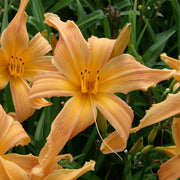 Selma Longlegs Daylily from Oakes Daylilies