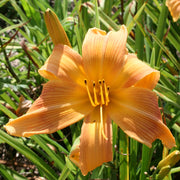 Selma Longlegs Daylily from Oakes Daylilies