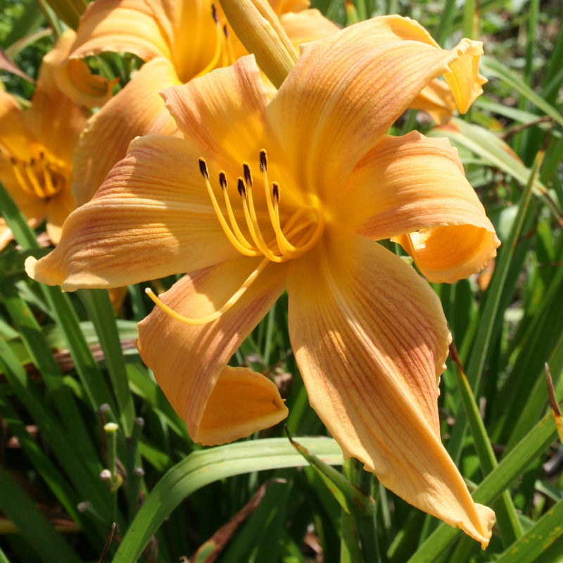 Selma Longlegs Daylily from Oakes Daylilies