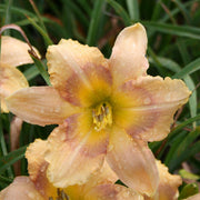 Shadow Dance Daylily from Oakes Daylilies