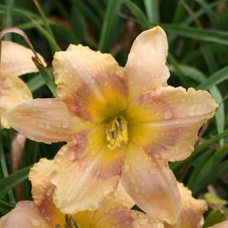 Shadow Dance Daylily from Oakes Daylilies