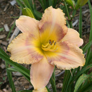 Shadow Dance Daylily from Oakes Daylilies