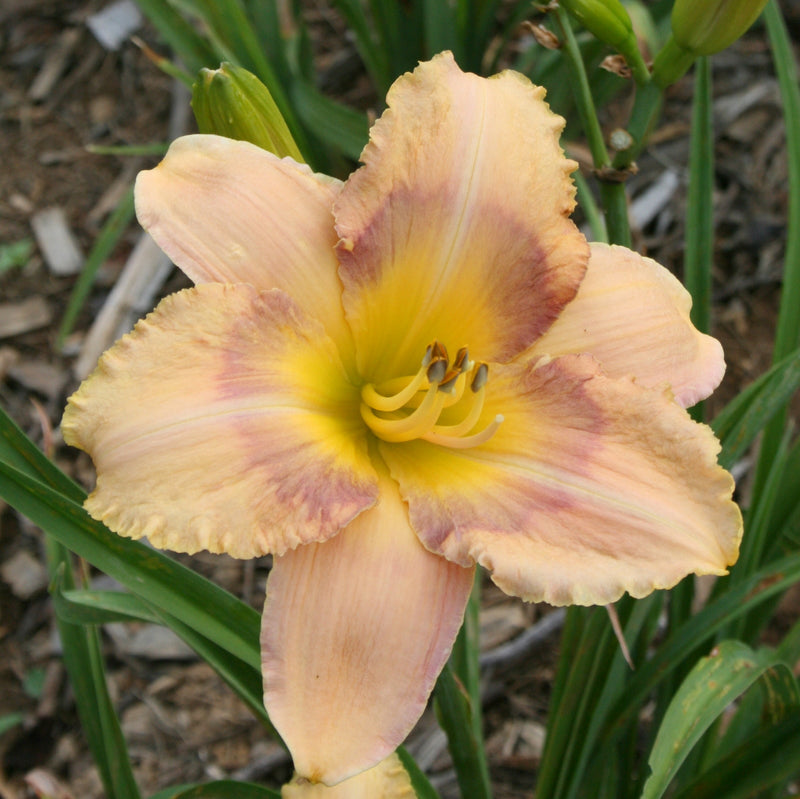 Shadow Dance Daylily from Oakes Daylilies