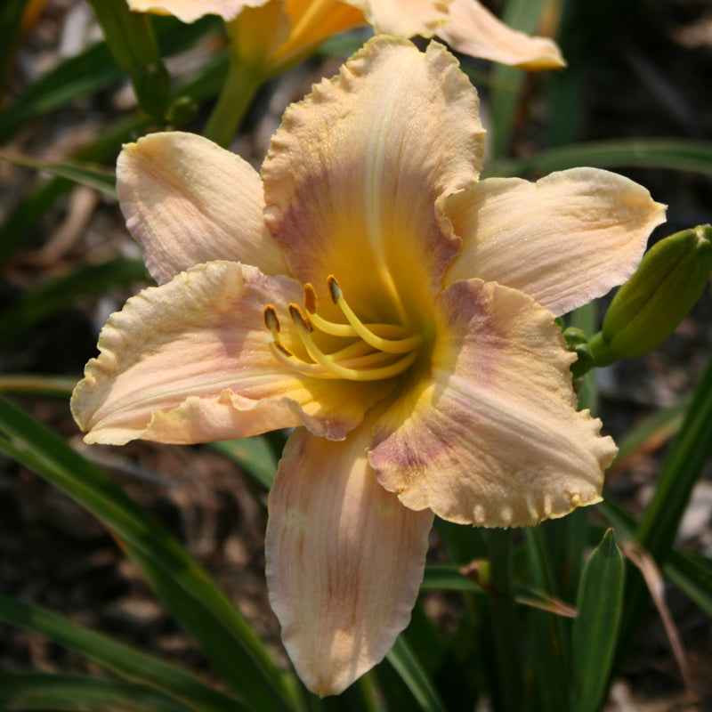 Shadow Dance Daylily from Oakes Daylilies