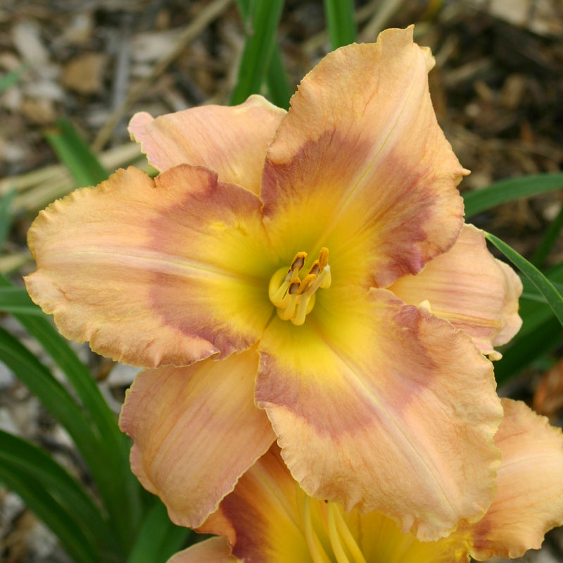 Shadow Dance Daylily from Oakes Daylilies