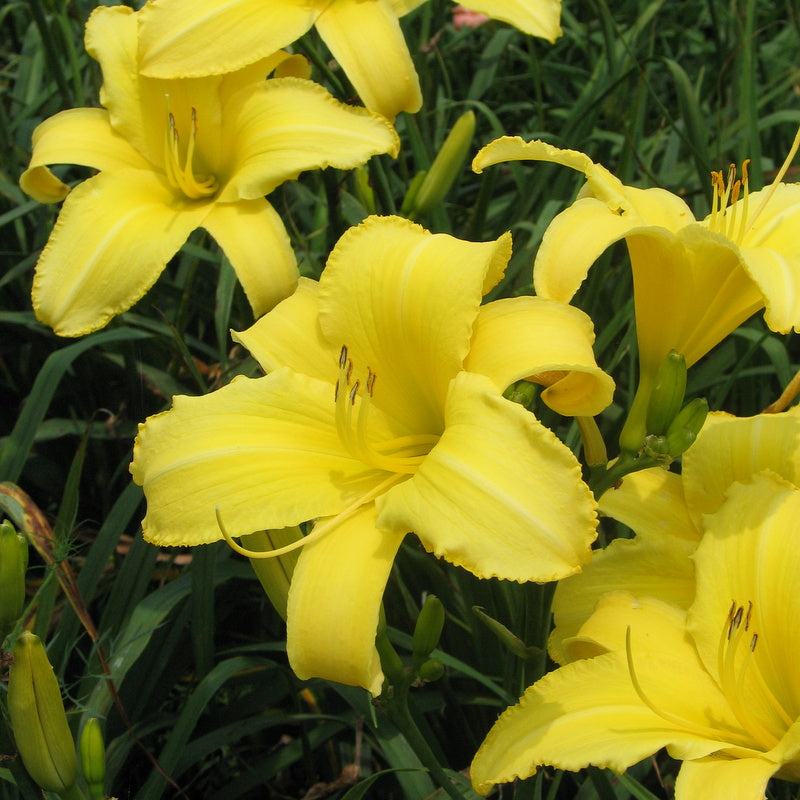 Sherwood Gladiator Daylily from Oakes Daylilies