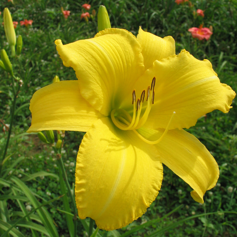 Sherwood Gladiator Daylily | Big, Bold & Beautiful | Oakes Daylilies