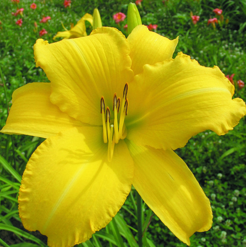 Sherwood Gladiator Daylily from Oakes Daylilies