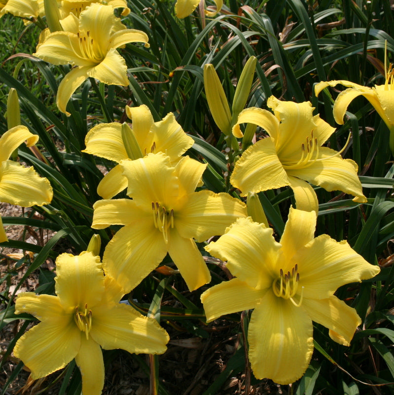 lilicko様　イエロー　フル　クラックグラス Sherwood Gladiator Daylily | Big, Bold & Beautiful | Oakes Daylilies