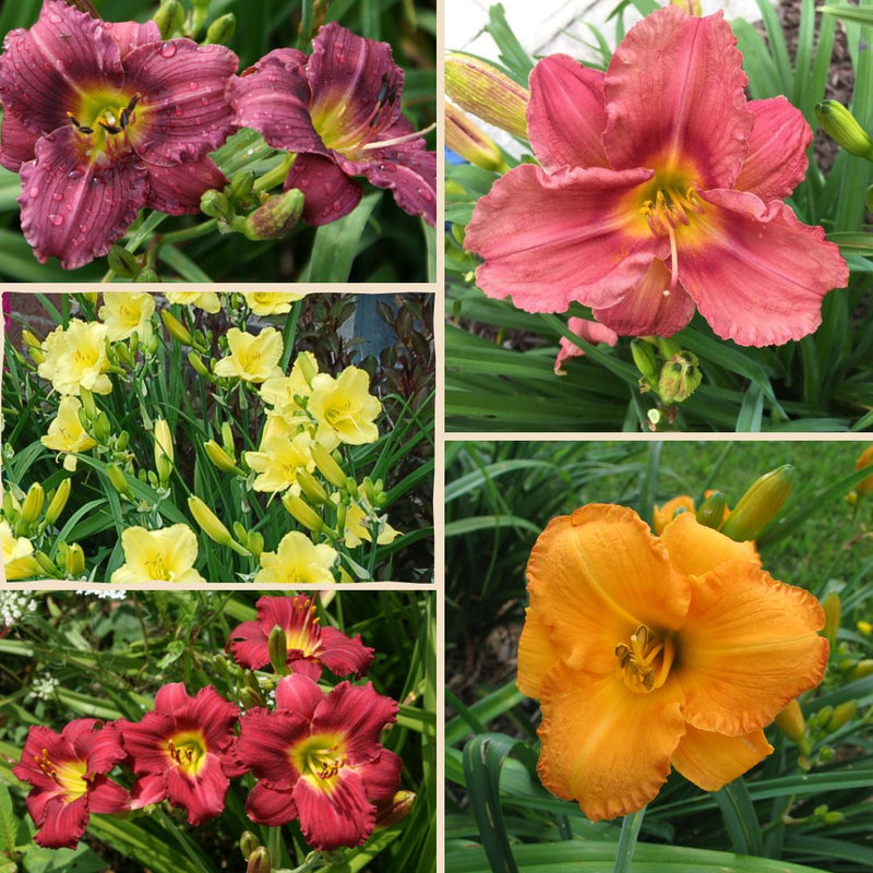 Short Daylily Collection from Oakes Daylilies