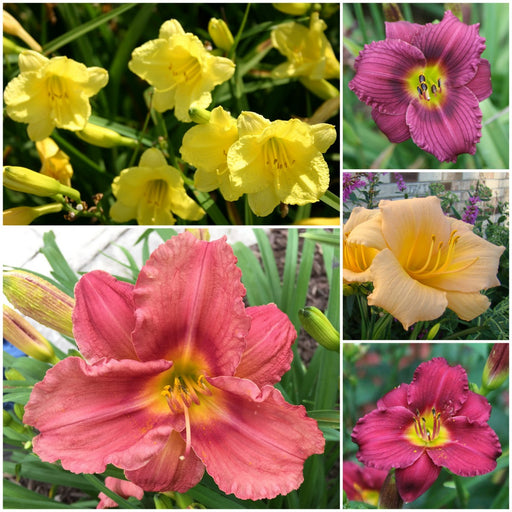 Short Daylily Collection from Oakes Daylilies