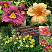 Short Daylily Collection from Oakes Daylilies