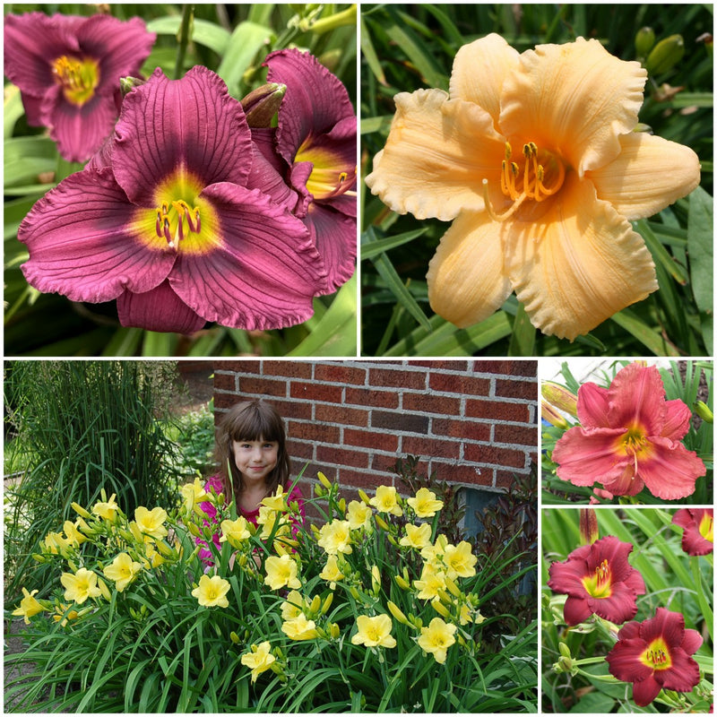 Short Daylily Collection from Oakes Daylilies