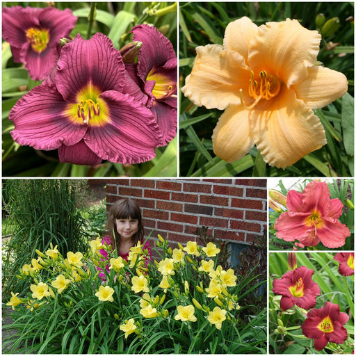 Short Daylily Collection from Oakes Daylilies