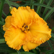 Sierra Gold Daylily from Oakes Daylilies