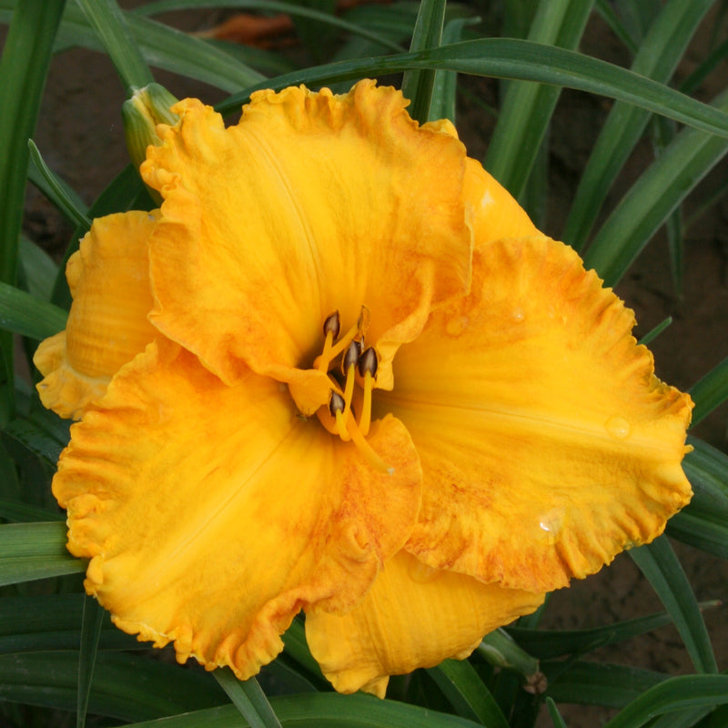 Sierra Gold Daylily from Oakes Daylilies
