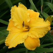 Sierra Gold Daylily from Oakes Daylilies