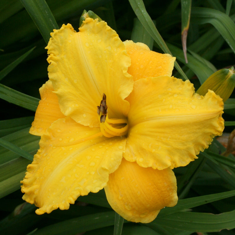 Sierra Gold Daylily from Oakes Daylilies