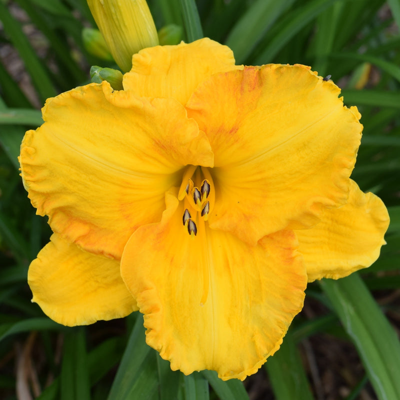 Sierra Gold Daylily from Oakes Daylilies
